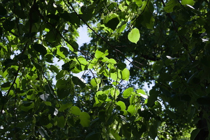 IMGP7784 