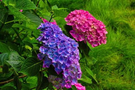 IMGP7935